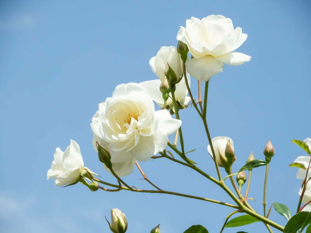 Bielyje rozy